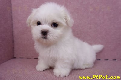 06/26迷你型馬爾濟斯公幼犬(新北三重)11