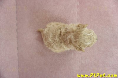 03/12泰迪比熊母幼犬3號(台南新化)7