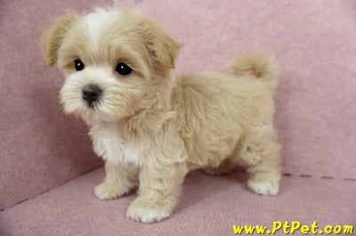 04/11奶油色馬爾泰迪公幼犬1號(桃園市)13