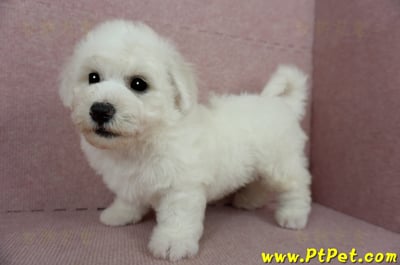 01/12比熊犬公幼犬(花蓮吉安)12