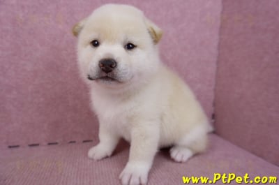 09/11白色柴犬公幼犬5