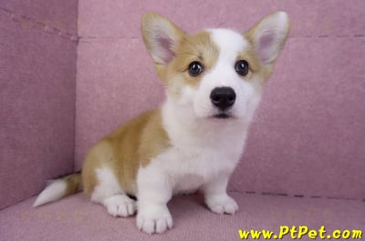 11/30雙色柯基犬公幼犬(高雄旗山)3