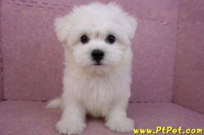 03/20馬爾濟斯公幼犬(新北土城)5