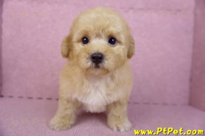 08/12泰迪比熊母幼犬1號(花蓮市)2