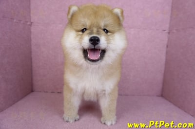 11/19赤色長毛柴犬母幼犬(新竹竹東)1