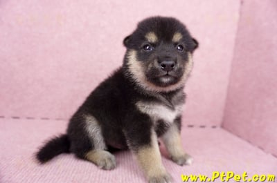 07/05黑色柴犬公幼犬1號(宜蘭市)3