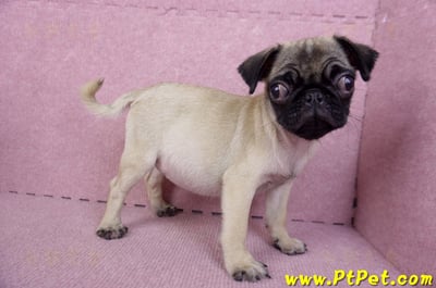 09/08巴哥母幼犬(花蓮玉里)4