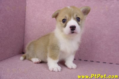 10/13雙色柯基犬母幼犬4號(新北板橋)5