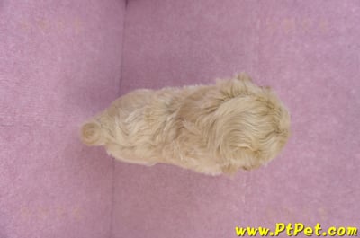 11/23馬爾泰迪公幼犬1號12