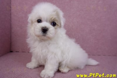 09/27馬爾泰迪公幼犬(新北三重)9