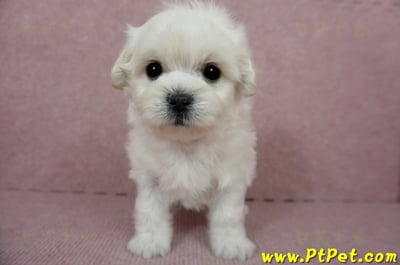 01/10奶白色馬爾泰迪公幼犬3號(屏東萬丹)8