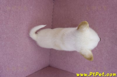 06/14白色柴犬公幼犬(台中北區)11