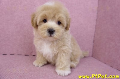 08/06奶油色馬爾泰迪公幼犬(台北中山)8