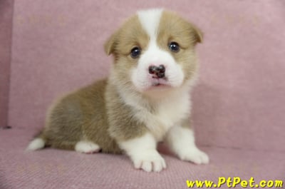 04/13雙色柯基犬公幼犬1號(高雄美濃)5