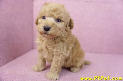 12/06玩具型奶油貴賓公幼犬(高雄左營)7