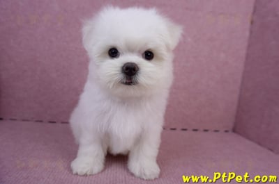 05/28迷你型馬爾濟斯公幼犬2號(台東成功)3