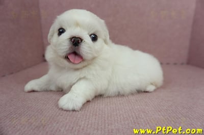 05/27北京狗公幼犬(新北林口)7