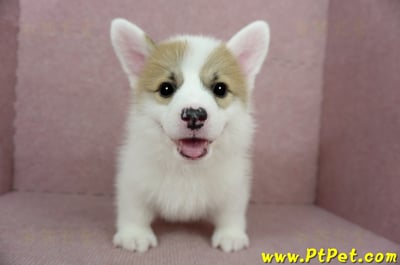 01/25雙色柯基犬公幼犬(基隆中山)2