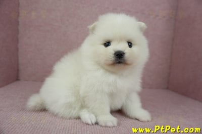 12/27迷你型松鼠白博美母幼犬1號(高雄鳳山)4