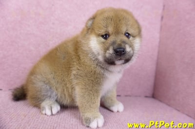 02/06赤色柴犬母幼犬1號4