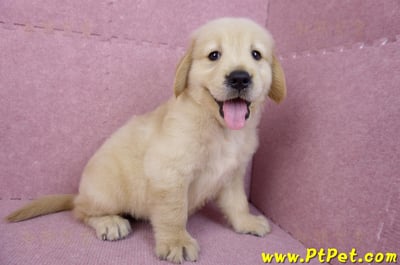 07/18黃金獵犬公幼犬1號(台北內湖)10