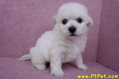 07/22比熊犬公幼犬3號(台北北投)4