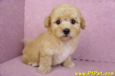 08/12泰迪比熊母幼犬1號(花蓮市)6