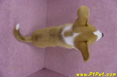 05/09雙色柯基犬公幼犬(南投市)8