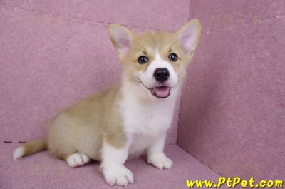 08/05雙色柯基犬公幼犬2號(屏東潮州)4