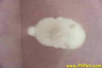 12/27迷你型松鼠白博美公幼犬1號(高雄前鎮)12