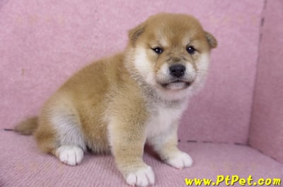 01/16赤色柴犬母幼犬1號4