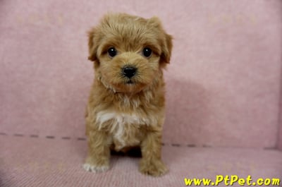 10/25玩具型紅色馬爾泰迪母幼犬(新北土城)4