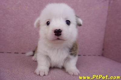 11/02雙色柯基犬公幼犬3號(高雄林園)1