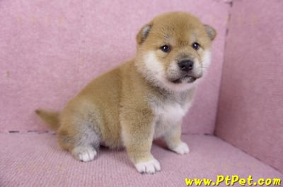 02/06赤色柴犬母幼犬2號4