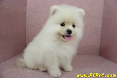 12/15迷你型松鼠白博美公幼犬(台東市)10