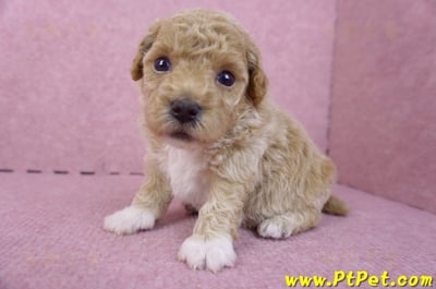 04/01泰迪比熊母幼犬1號5