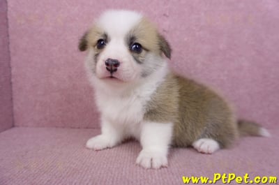 06/21雙色柯基犬公幼犬1號8