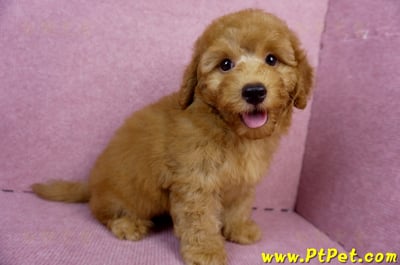 05/22迷你型紅貴賓公幼犬(新竹湖口)4