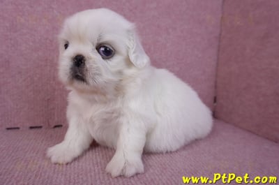 10/31北京狗母幼犬1號(台北北投)5