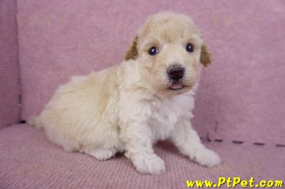 09/23泰迪比熊公幼犬1號(高雄鳳山)4