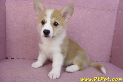 10/13雙色柯基犬母幼犬(雲林古坑)10