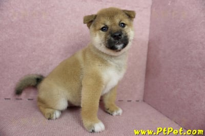 04/29赤色柴犬母幼犬(屏東東港)6