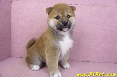 01/11赤色柴犬母幼犬1號(花蓮吉安)3