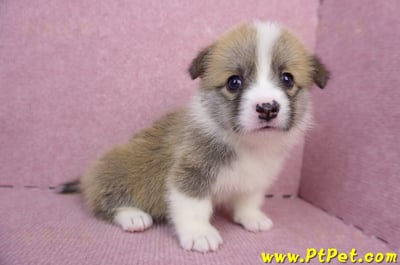 07/01雙色柯基犬母幼犬(雲林斗六)7