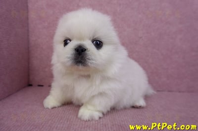 07/24北京狗公幼犬(高雄旗山)9