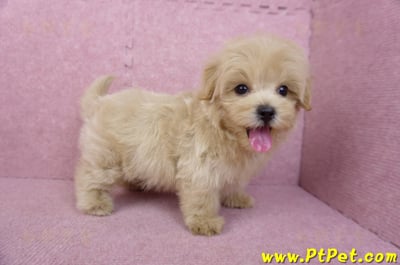 05/11馬爾泰迪公幼犬(台北內湖)4