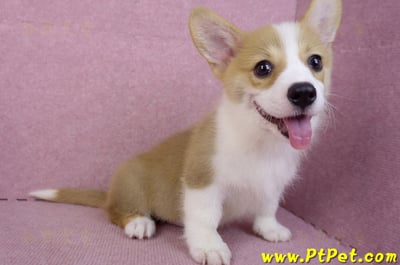 05/27雙色柯基犬公幼犬(台中西屯)8