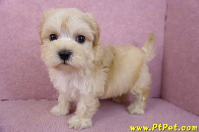 12/10馬爾泰迪公幼犬1號(高雄仁武)7