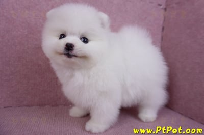 11/10松鼠白博美母幼犬(屏東內埔)8