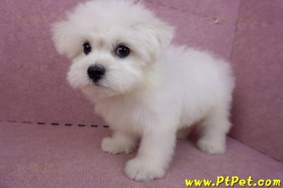 03/20馬爾濟斯公幼犬(新北土城)10